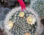 Mamilária bocaská (Mammillaria bocasana) – pestovanie a starostlivosť