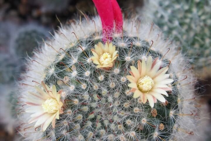 Mammillaria bocasana