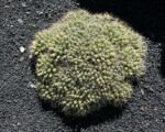 Mamilária dlhobradavková (Mammillaria ‘Longimamma’)
