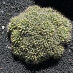 Mamilária dlhobradavková (Mammillaria 'Longimamma') – fotografia rastliny