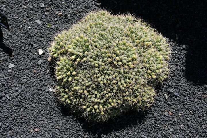 Mammillaria 'Longimamma'
