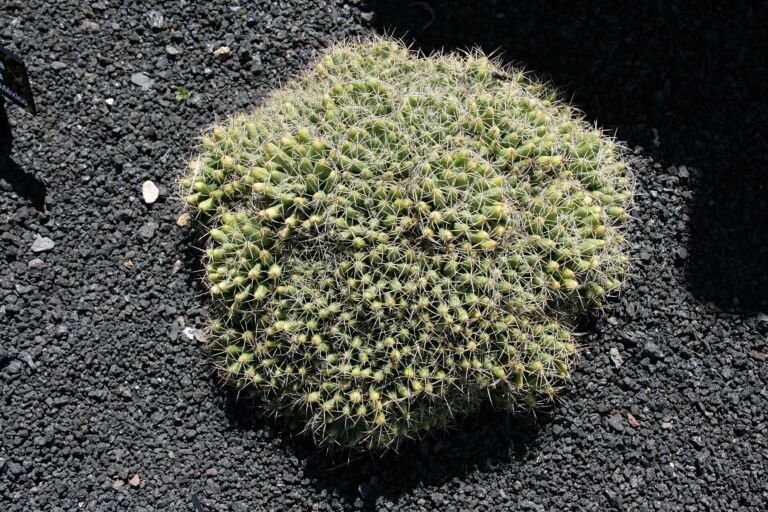Mammillaria 'Longimamma'
