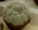 Mamilária Hahnova (Mammillaria hahniana) – pestovanie a starostlivosť