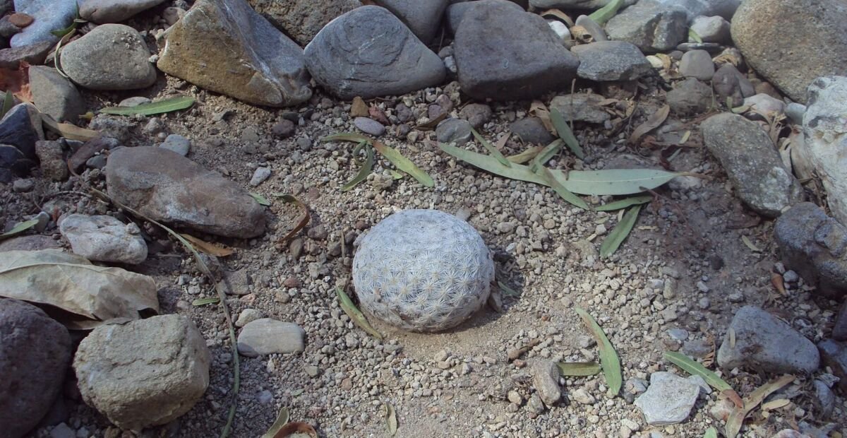 mamilária Herrerova (Mammillaria herrerae) – fotografia rastliny