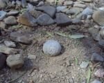 Mamilária Herrerova (Mammillaria herrerae) – pestovanie a starostlivosť