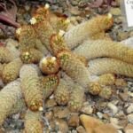 mamilária predĺžená (Mammillaria elongata) – fotografia rastliny