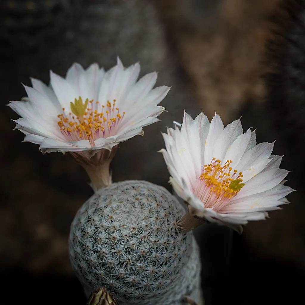 Mammillaria albiflora – pestovanie a (Mammillaria albiflora) – v záhrade, fotografia rastliny