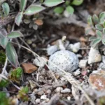 Mammillaria albiflora care guide (Mammillaria albiflora) – plant photo
