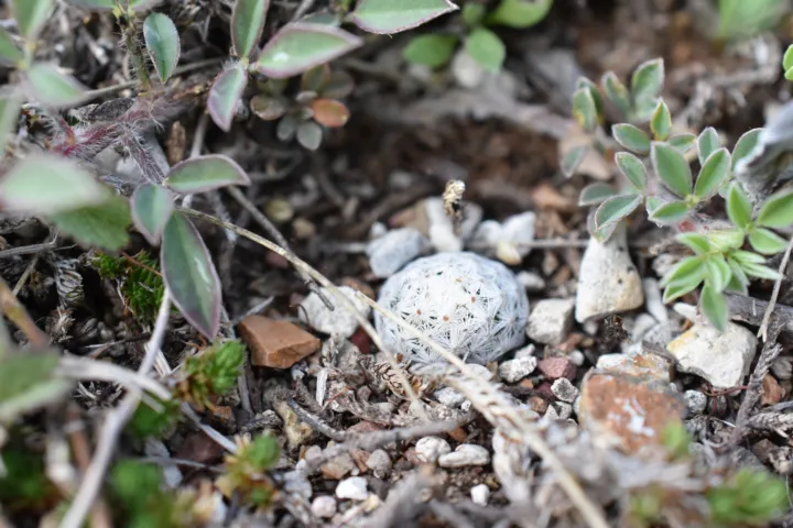Mammillaria albiflora