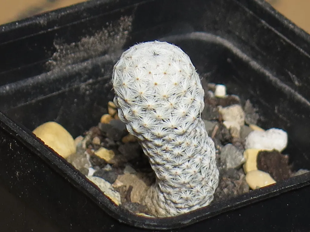 Mammillaria albiflora – pestovanie a (Mammillaria albiflora) – typický vzhľad, fotografia rastliny