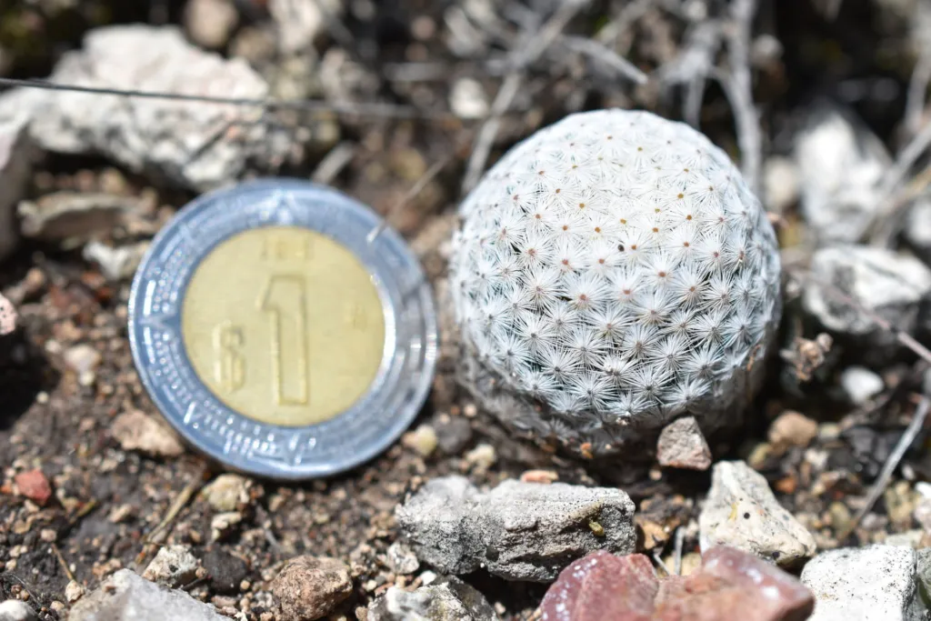 Mammillaria albiflora – pestovanie a (Mammillaria albiflora) – typický vzhľad, fotografia rastliny