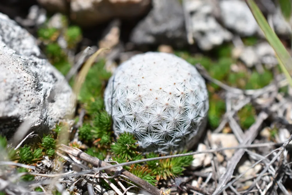 Mammillaria albiflora – pestovanie a (Mammillaria albiflora) – v prirodzenom prostredí, fotografia
