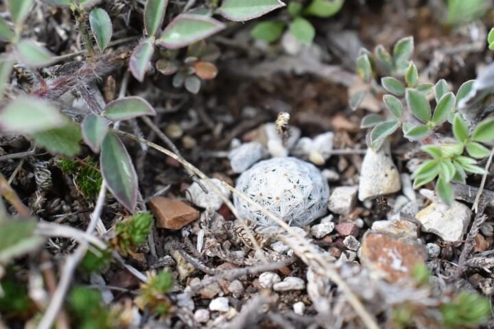 Mammillaria albiflora
