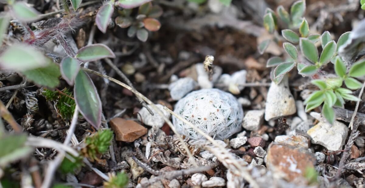 Mammillaria albiflora – fotografia rastliny
