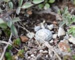 Mammillaria albiflora – pestovanie a starostlivosť