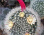 Powderpuff Cactus (Mammillaria bocasana) care guide