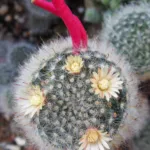 Powderpuff Cactus (Mammillaria bocasana) – plant photo
