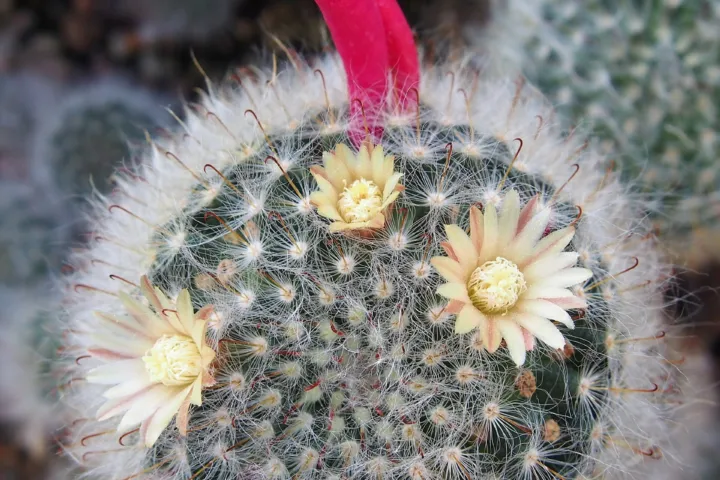Mammillaria bocasana