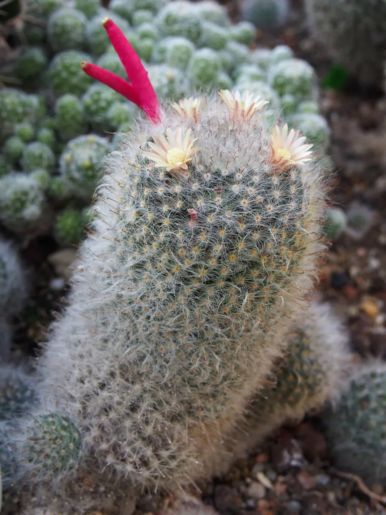 Powderpuff Cactus (Mammillaria bocasana) – flowers in close-up, plant photo