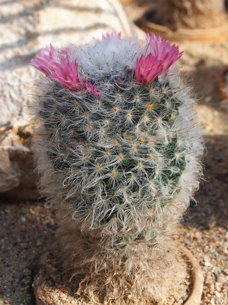 Powderpuff Cactus (Mammillaria bocasana) – flowers in close-up, plant photo