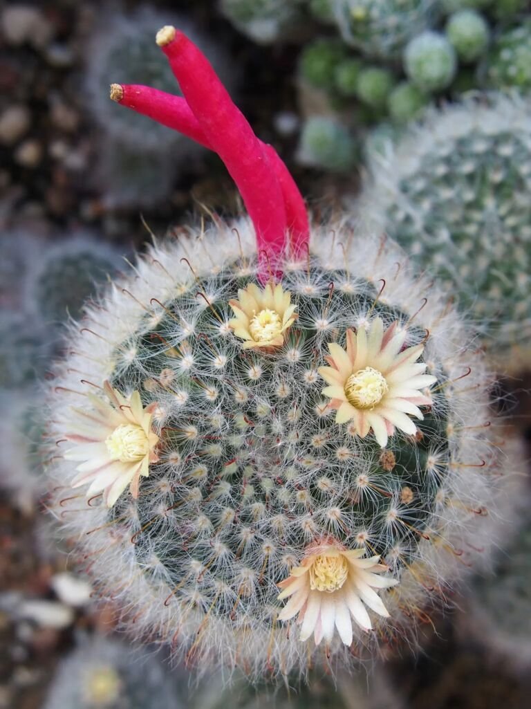 Mammillaria bocasana