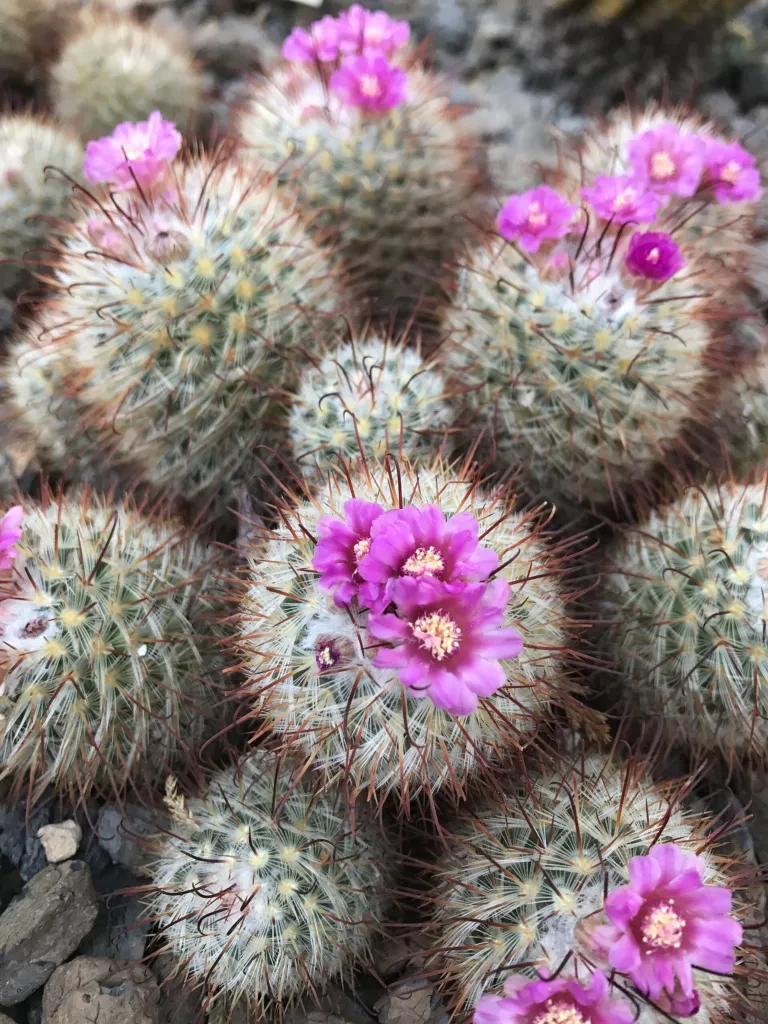 Mammillaria bombycina – pestovanie a (Mammillaria bombycina) – typický vzhľad, fotografia rastliny