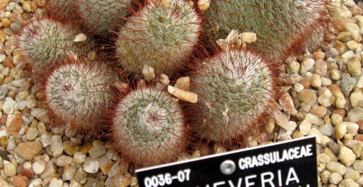 Mammillaria bombycina – plant photo