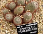 Mammillaria bombycina care guide