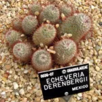 Mammillaria bombycina care guide (Mammillaria bombycina) – plant photo