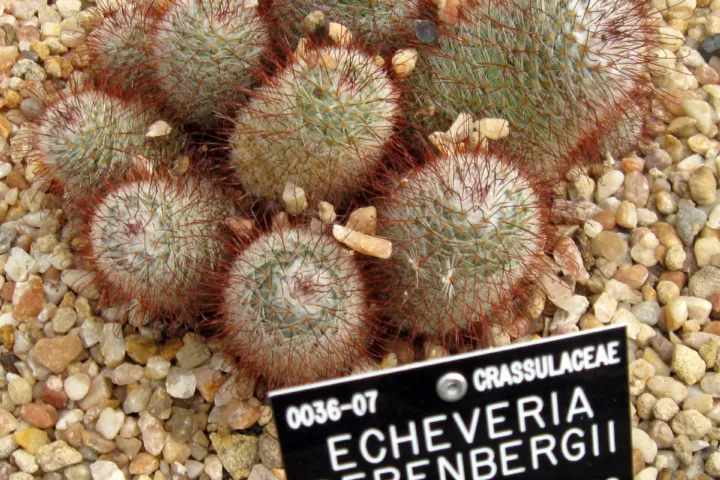 Mammillaria bombycina