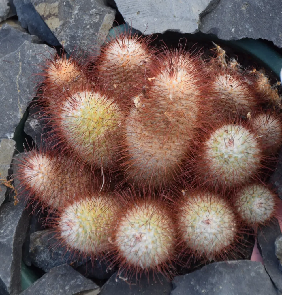 Mammillaria bombycina – pestovanie a (Mammillaria bombycina) – v záhrade, fotografia rastliny