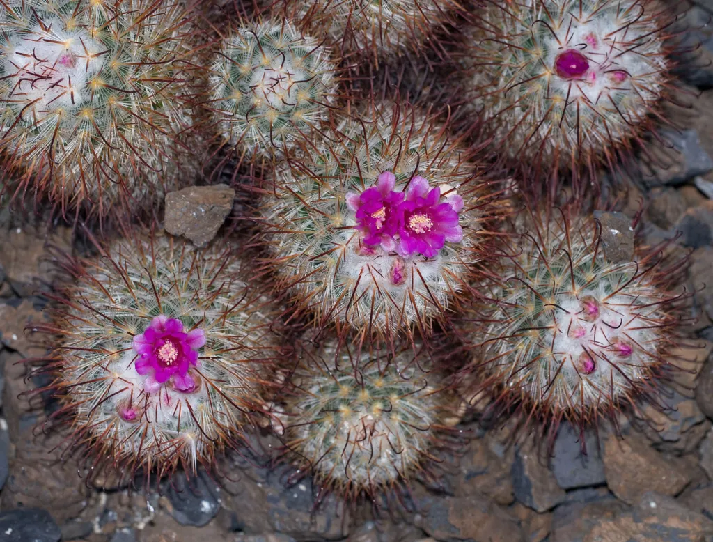 Mammillaria bombycina – pestovanie a (Mammillaria bombycina) – v záhrade, fotografia rastliny