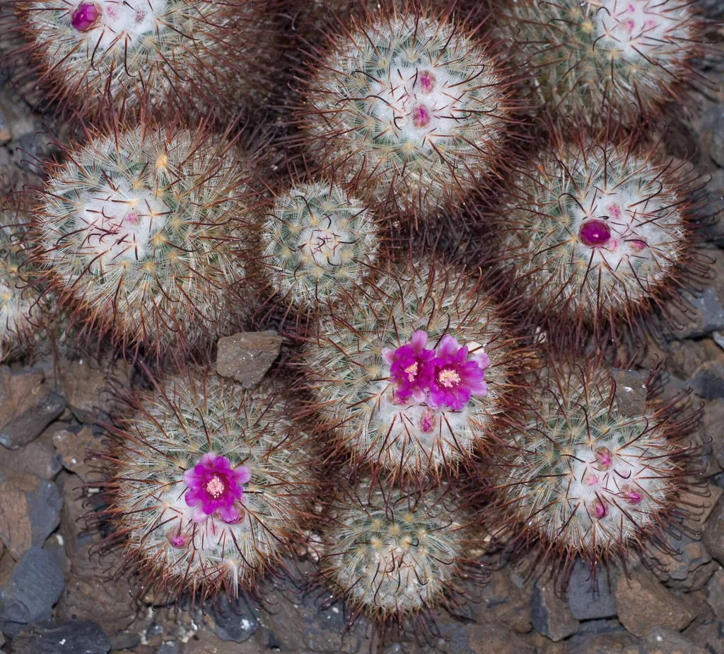 Mammillaria bombycina – pestovanie a (Mammillaria bombycina) – v záhrade, fotografia rastliny
