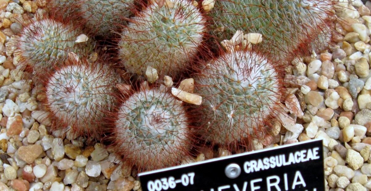Mammillaria bombycina – Pflanzenfoto