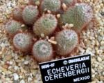 Mammillaria bombycina – Pflege