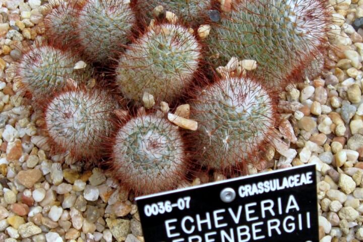 Mammillaria bombycina