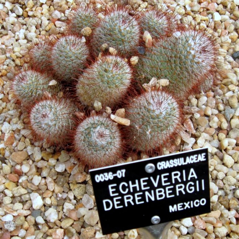 Mammillaria bombycina