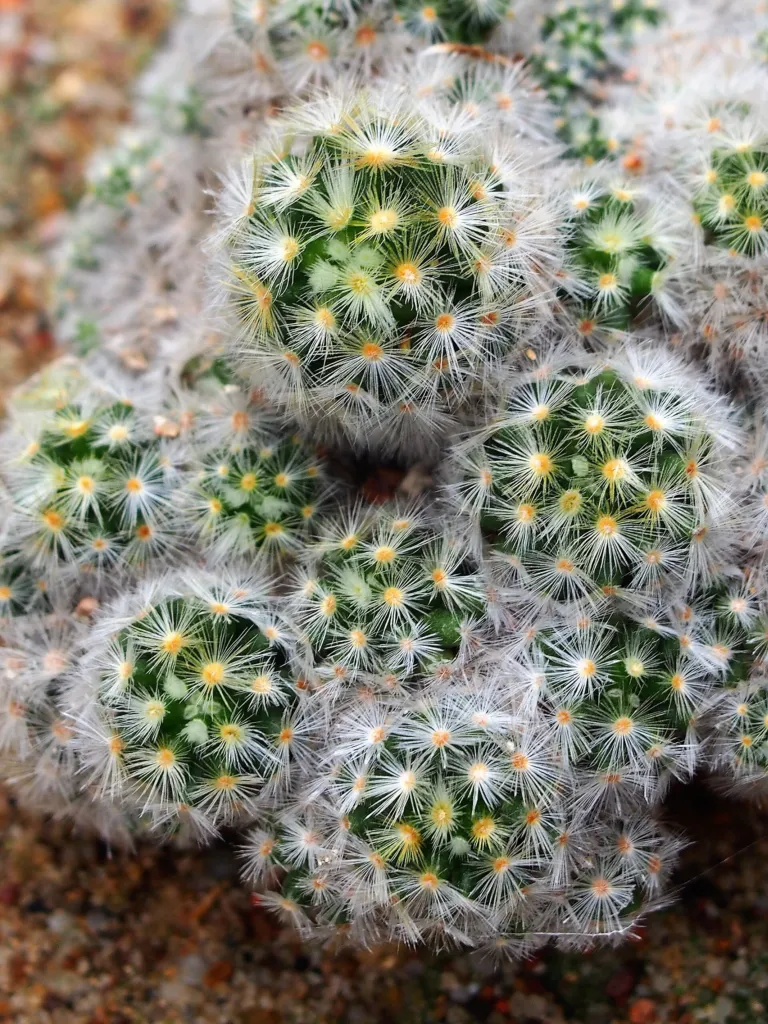 Carmen (Mammillaria carmenae ‘Carmen’) (Mammillaria carmenae 'Carmen') – in a garden