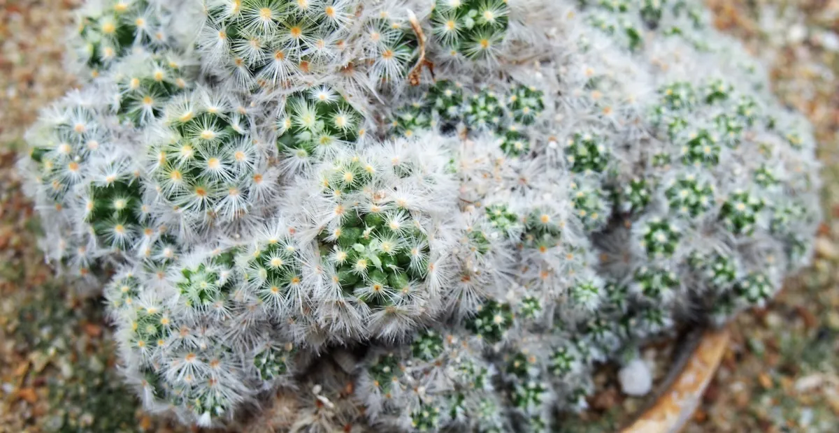 Mammillaria carmenae 'Carmen' – plant photo
