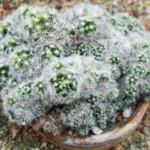 Carmen (Mammillaria carmenae ‘Carmen’) (Mammillaria carmenae 'Carmen') – plant photo