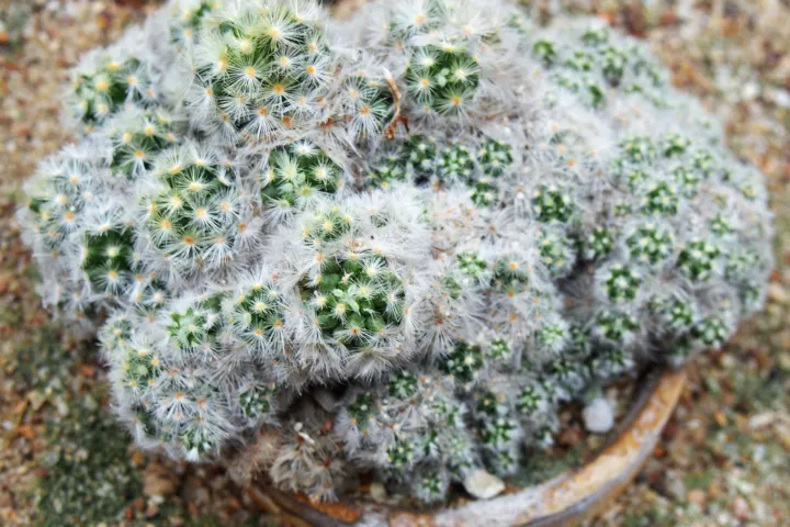 Mammillaria carmenae 'Carmen'