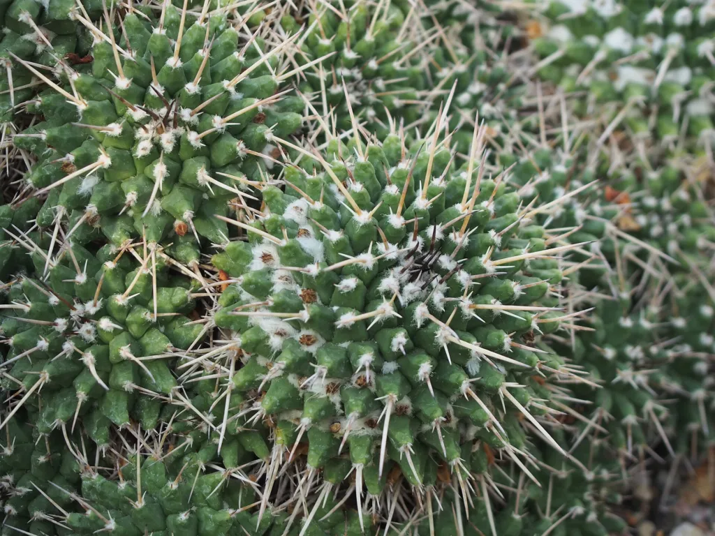 Mammillaria ‘Compressa’ (Mammillaria 'Compressa') – v záhrade, fotografia rastliny