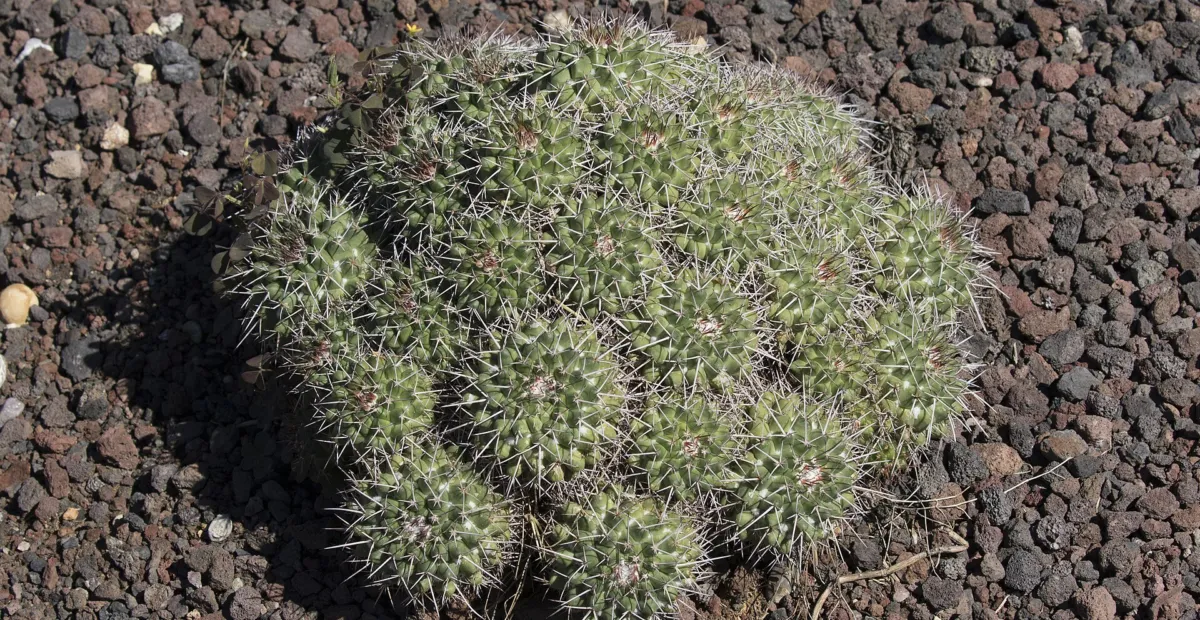 Mammillaria 'Compressa' – plant photo