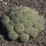 Mammillaria ‘Compressa’ (Mammillaria 'Compressa') – plant photo
