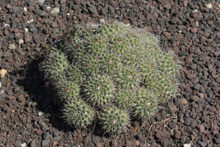 Mammillaria 'Compressa'