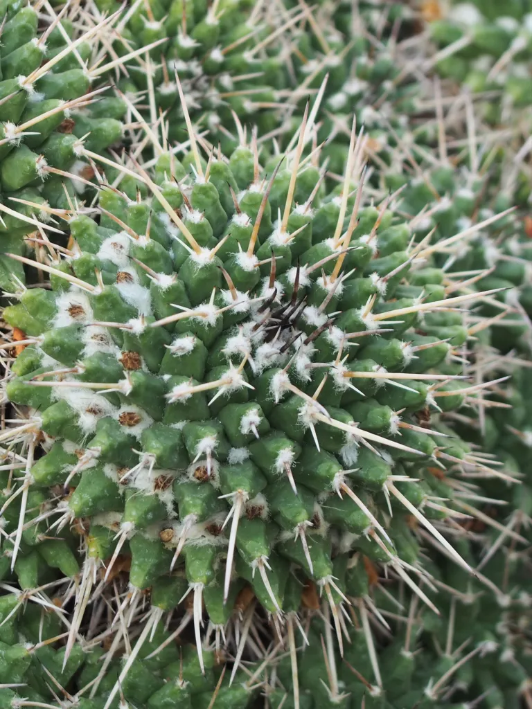 Mammillaria ‘Compressa’ (Mammillaria 'Compressa') – v záhrade, fotografia rastliny