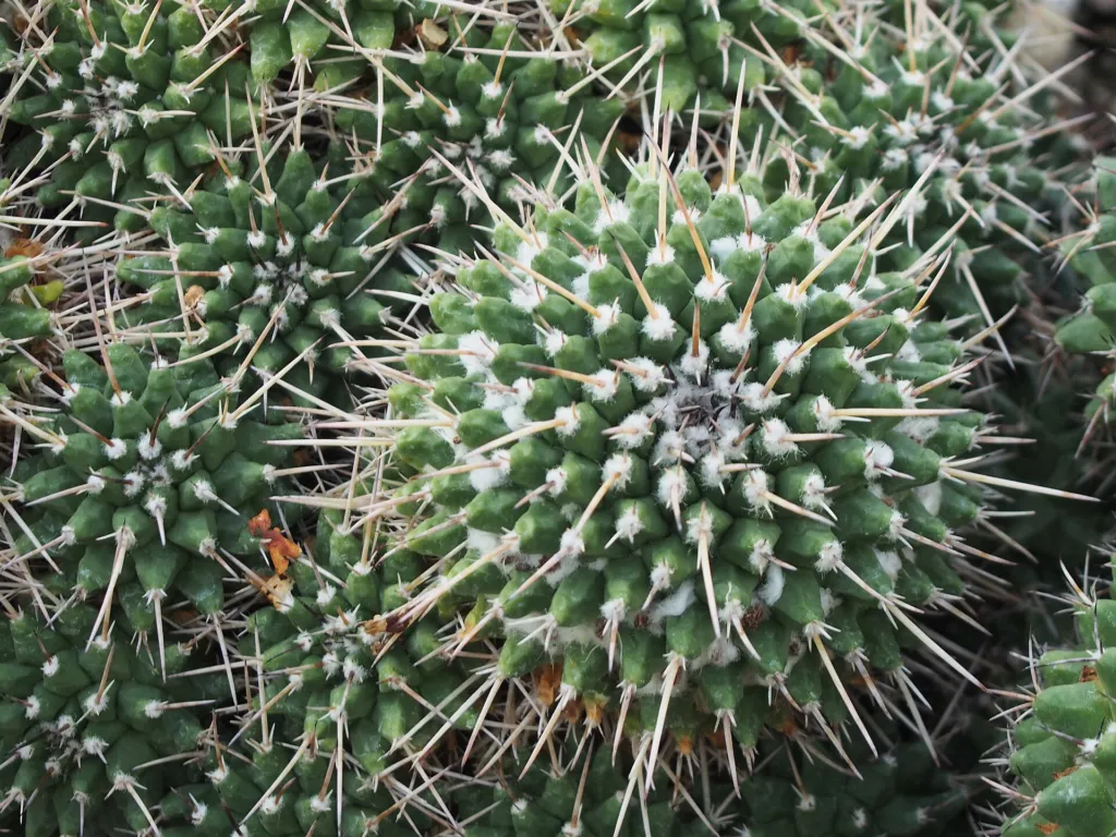 Mammillaria ‘Compressa’ (Mammillaria 'Compressa') – v záhrade, fotografia rastliny