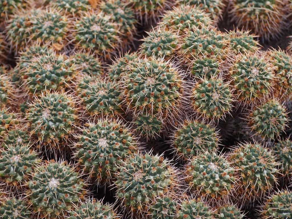 Mammillaria ‘Compressa’ (Mammillaria 'Compressa') – v záhrade, fotografia rastliny