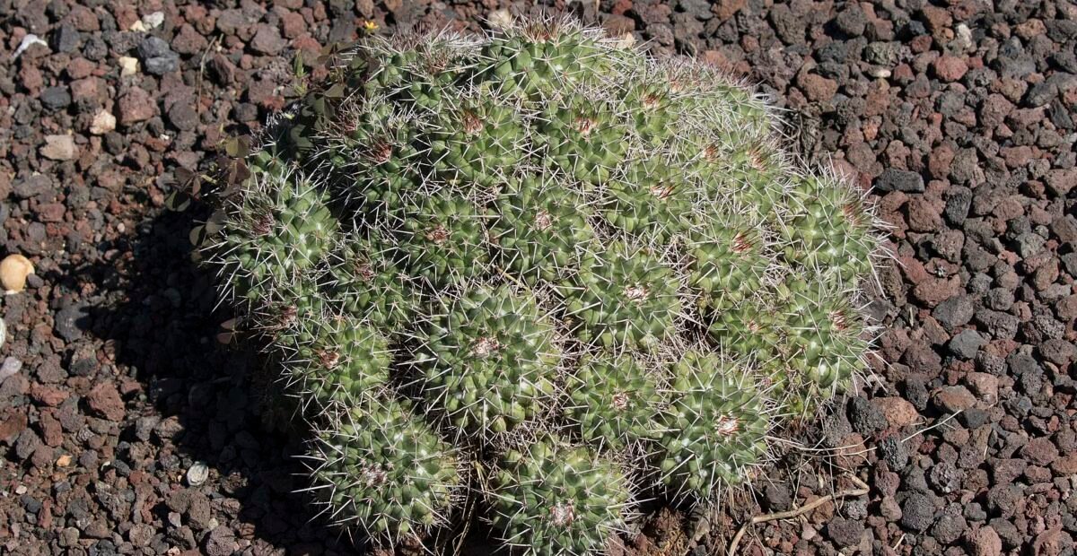 Mammillaria 'Compressa' – fotografia rastliny