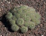 Mammillaria ‘Compressa’